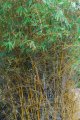 Bambou la peinture